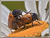 Chrysomelide